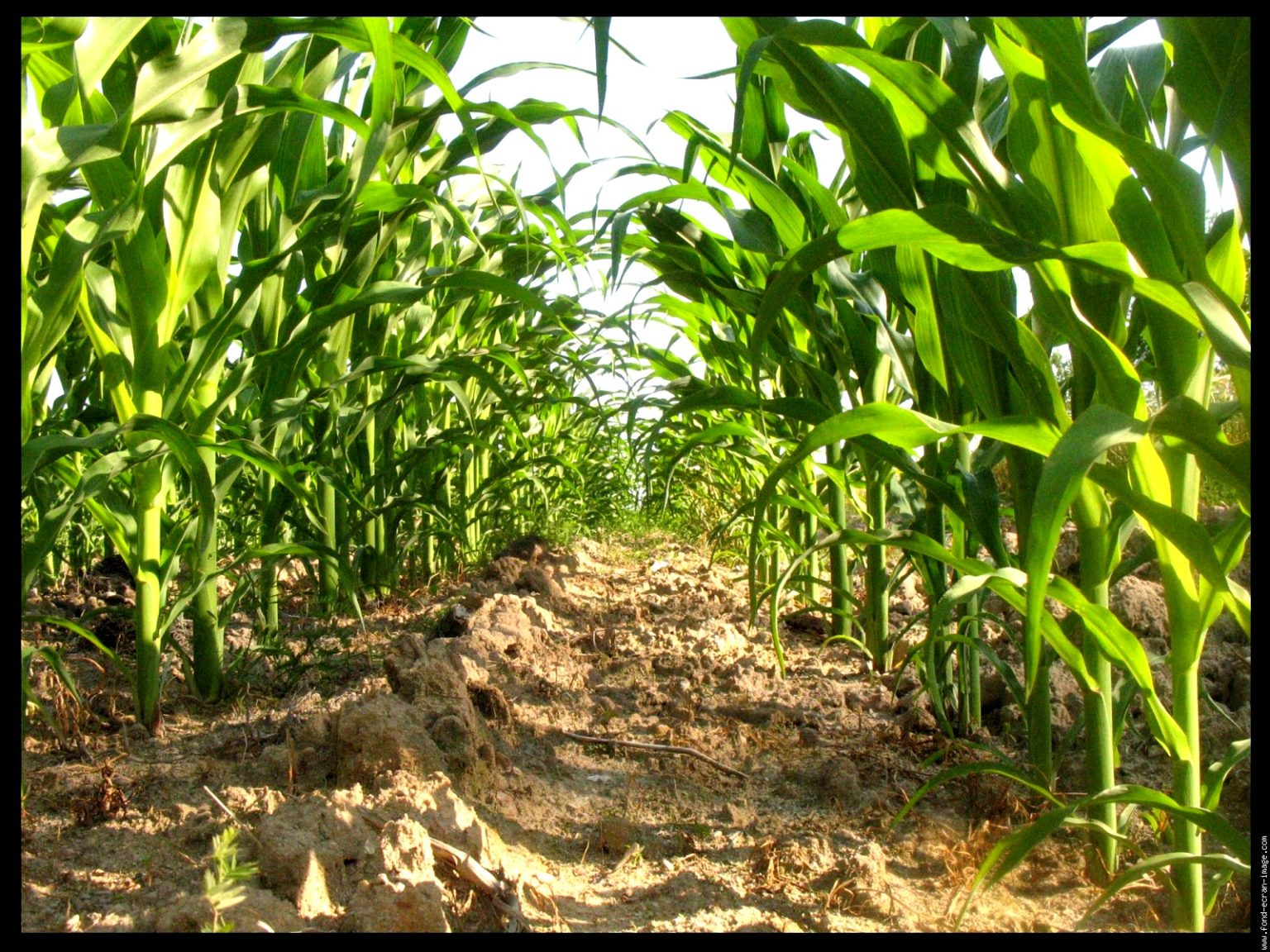 Filière maïs : Une priorité pour le Président Faure Gnassingbé