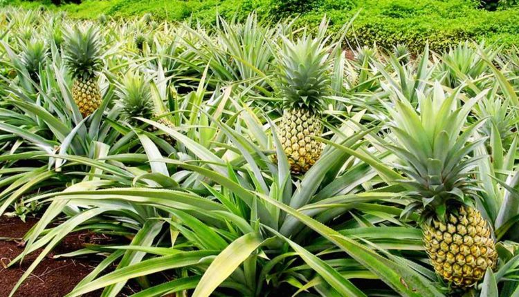 Productions agricoles: Tout évolue dans la filière ananas au Togo ...